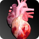 Circulatory System in 3D (Anatomy) 1.58 APK Herunterladen