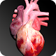 Circulatory System in 3D (Anatomy) Unduh di Windows