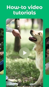 Dogo — Puppy and Dog Training 5