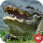 Cover Image of Télécharger Alligator Sounds  APK