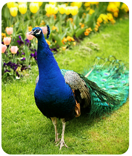 Android application Peacock Wallpaper HD screenshort