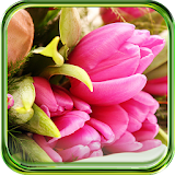 Pink Tulips HD LWP icon