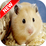 Hamster Wallpapers icon