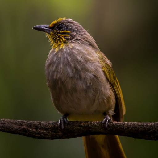 Stripe-throated Bulbul Sounds logo