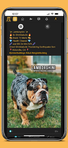 DogHouse: Puppy Finder Screen 3