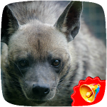 Cover Image of डाउनलोड Hyena Sounds  APK