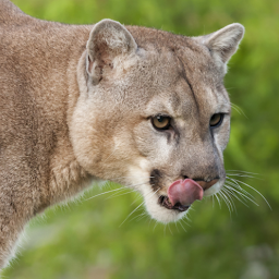 Icon image Mountain Lion Sounds