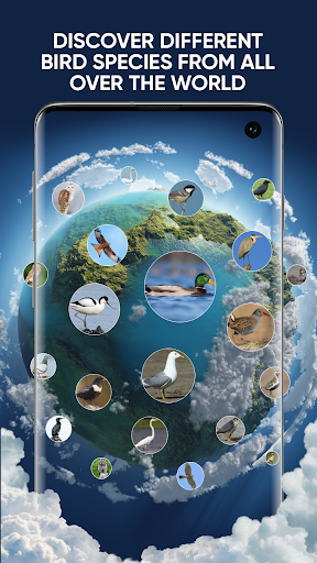 Bird Sounds Free Bird Ringtones, Calls, Songs Mp3