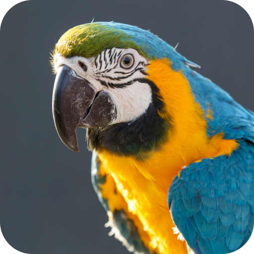 Macaw Bird Sounds logo