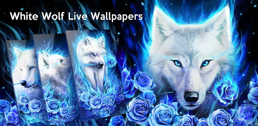 Descargar Lobo blanco Fondo de pantalla en vivo para PC gratis - última  versión - live.wallpaper.t910001232