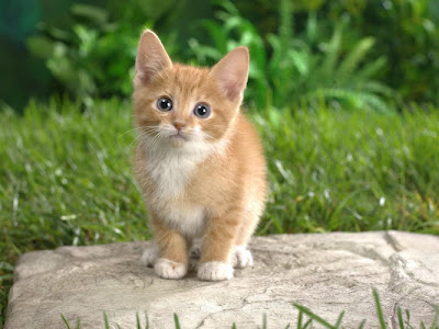 いろいろ かわいい 子猫 子猫 壁紙 無料 210618-かわいい 子猫 子猫 壁紙 無料