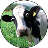 Cow or Cattle Sounds icon