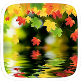 Maple Leaves for Samsung icon
