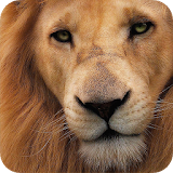 Lion Background icon