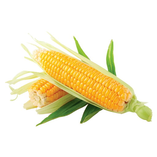 Кукуруза: от «А» до «Я»