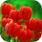 Flowers & Gardens Wallpapers icon