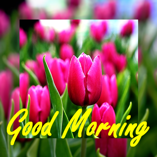 Beautiful Good Morning Cards  Icon
