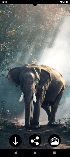 Elephant Wallpapers Screen 2