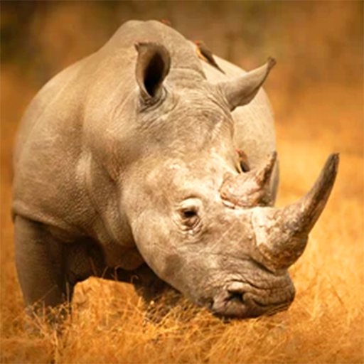 Great rhino. Шедеврум приложение носорог.