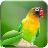 Lovebird Therapy Master icon