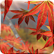 Autumn Tree Live Wallpaper - Androidアプリ