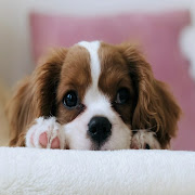 Cute Dogs and puppies wallpaper - 4k