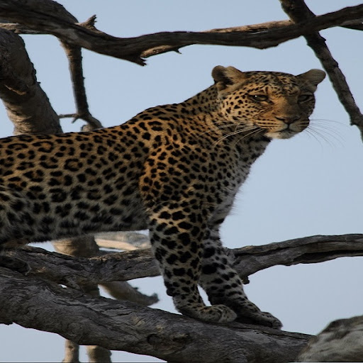 Leopard Wallpapers Screen 2