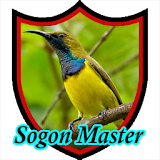 Master Sogok Ontong icon