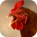 Flying Rooster Simulator icon