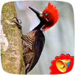 Cover Image of डाउनलोड Woodpecker Sounds  APK