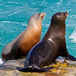 Cover Image of Tải xuống The Sea Lion  APK