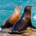 Download The Sea Lion Install Latest APK downloader