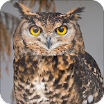 Cover Image of ดาวน์โหลด Owl Sounds 1.5 APK