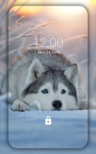Android application Husky wallpaper screenshort