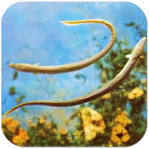 Το Μεγάλο Ταξίδι, Γ. Δαμιανός logo