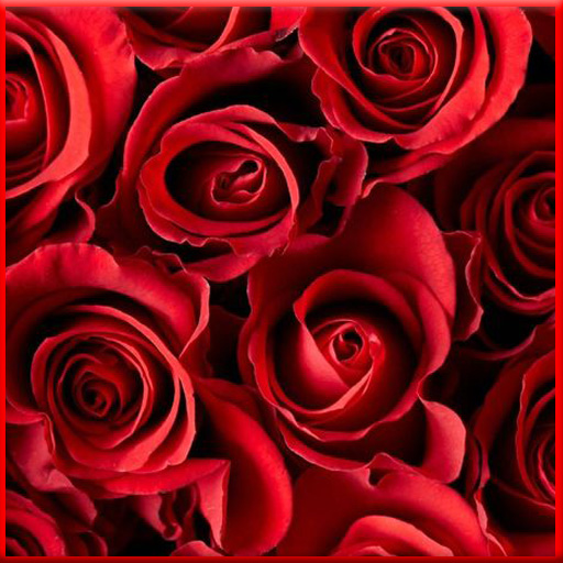 Rose Flower Wallpaper HD Download on Windows