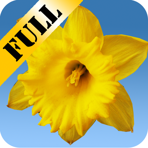 Daffodils Live Wallpaper Latest Icon