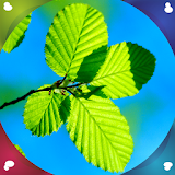 Leaf Live Wallpapers icon