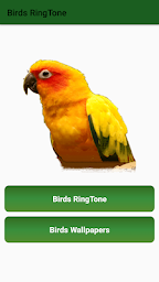 Birds Ringtone