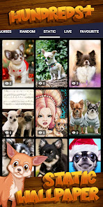 Screenshot 4 Fondo de pantalla de chihuahua android