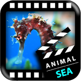Best Sea Animals icon