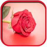 Roses Live Wallpaper HD icon