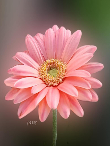 باقات ورود متنوعة 2020