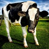 Cow Wallpaper icon