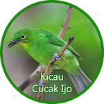 Cover Image of Download Kicauan Cucak Ijo Ngerol - Offline 1.2 APK