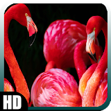 Flamingo Wallpaper icon