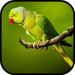 Cover Image of Download Parrot Wallpapers  APK
