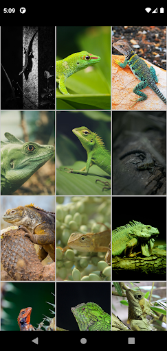 Lizard Wallpapers Screen 3