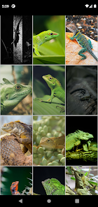 Captura de Pantalla 3 Lagartos Fondos de pantalla HD android