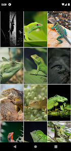 Imágen 3 Lagartos Fondos de pantalla HD android